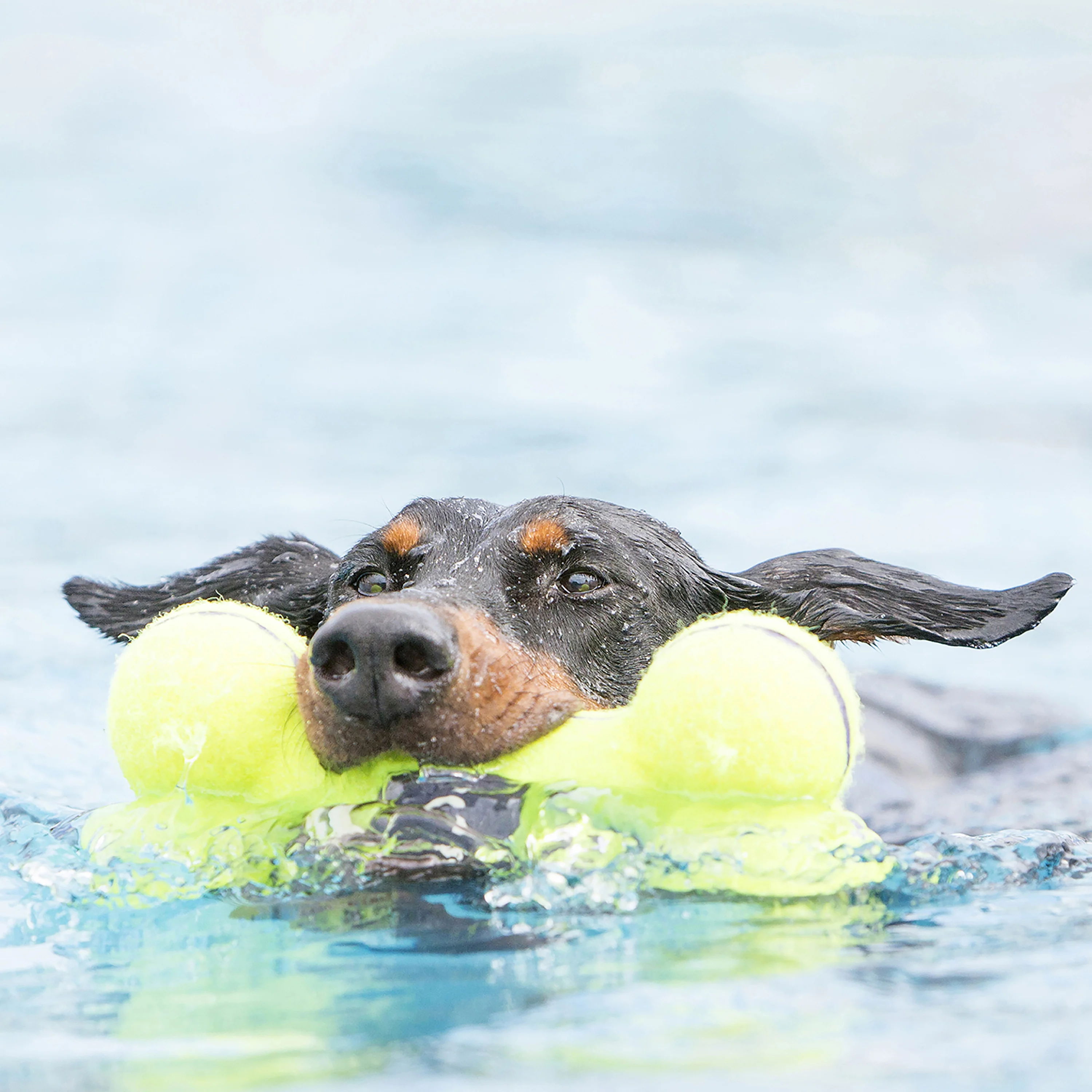 KONG AirDog Bone - Image 3