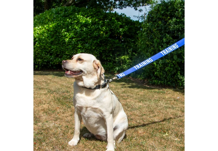 Ancol 40mm Awareness Lead - Image 5