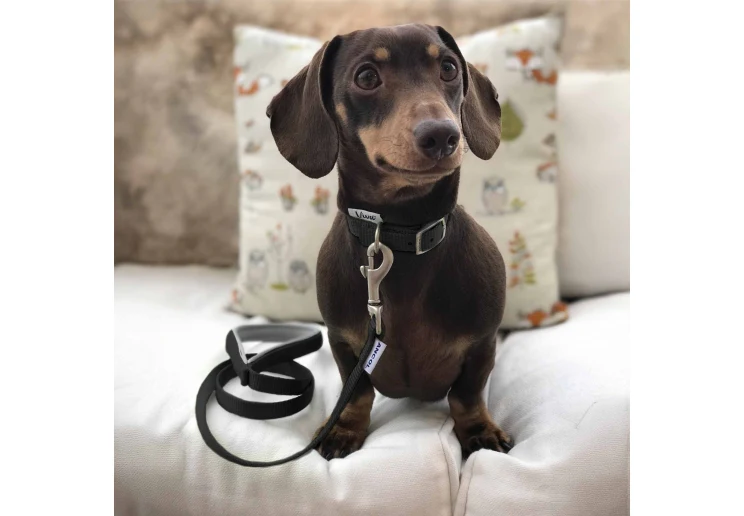 Ancol Viva Nylon Dog Collar Black - Image 2