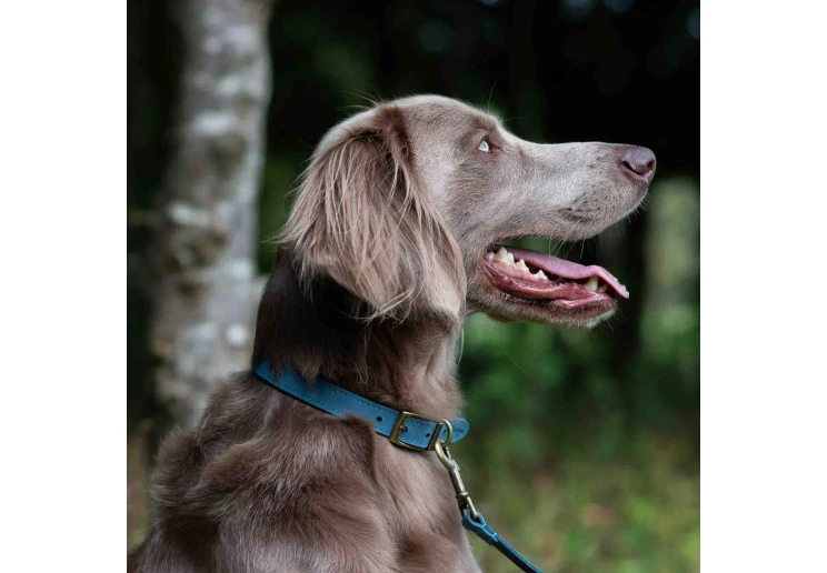 Ancol Timberwolf Leather Collar Blue - Image 3