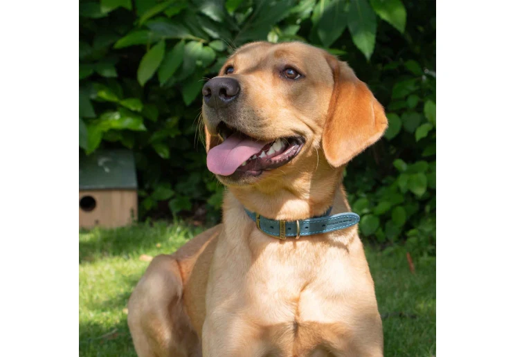 Ancol Timberwolf Leather Collar Blue - Image 4