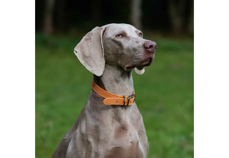Ancol Timberwolf Leather Collar Mustard - Image 3