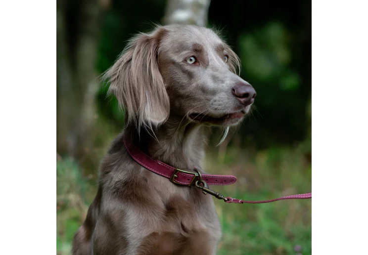 Ancol Timberwolf Leather Collar Raspberry - Image 3