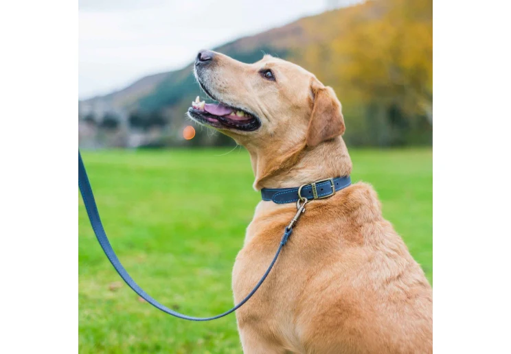 Ancol Timberwolf Leather Lead Blue 1mx19mm - Image 3
