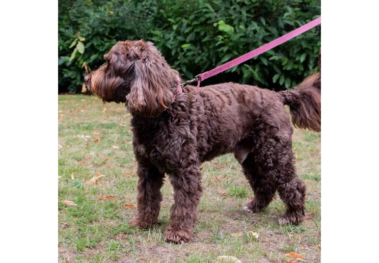 Ancol Timberwolf Leather Lead Raspberry 1mx19mm - Image 3