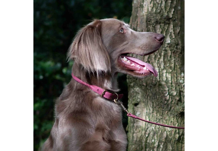 Ancol Timberwolf Rolled Collar Raspberry - Image 3