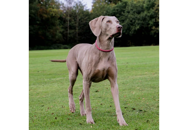 Ancol Timberwolf Rolled Collar Raspberry - Image 4
