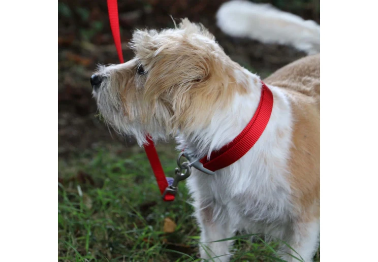 Ancol Viva Adjustable Collar Red - Image 3