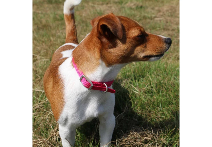 Ancol Viva Nylon Dog Collar Pink - Image 3
