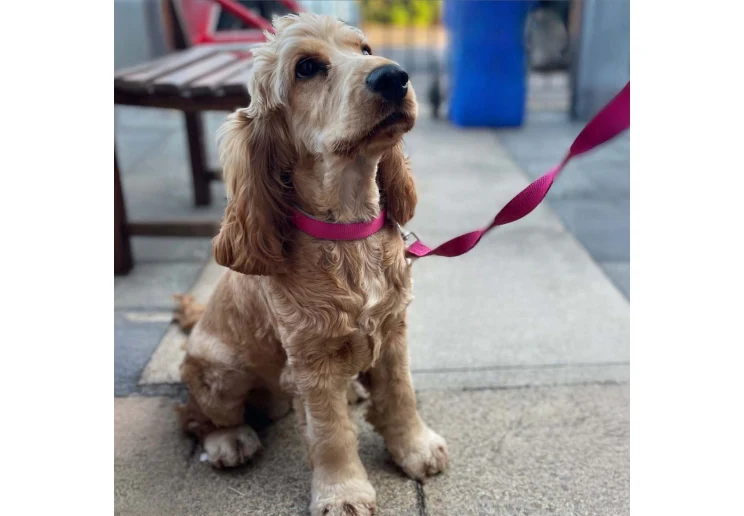 Ancol Viva Padded Dog Collar Pink - Image 3
