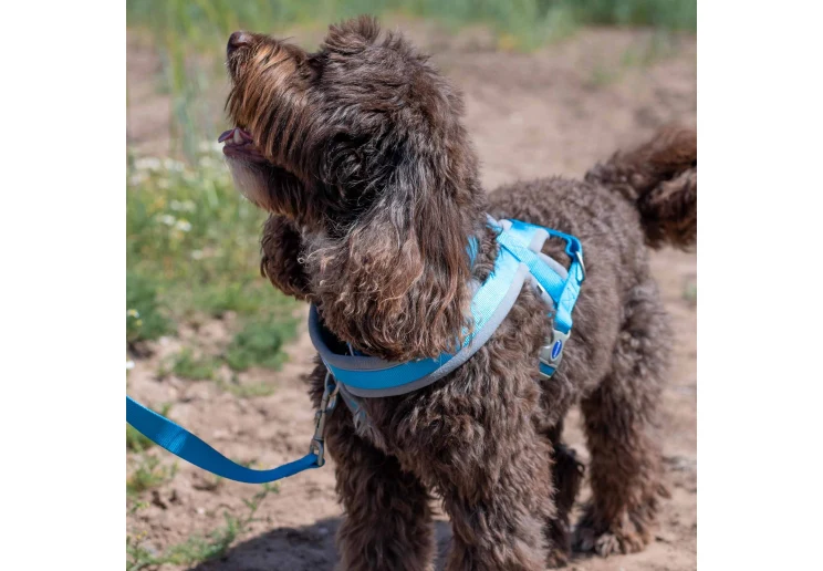 Ancol Viva Padded Harness Blue - Image 5