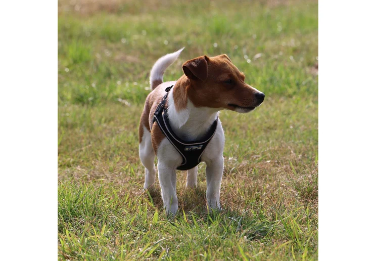 Ancol Viva Step-in Harness Black - Image 4