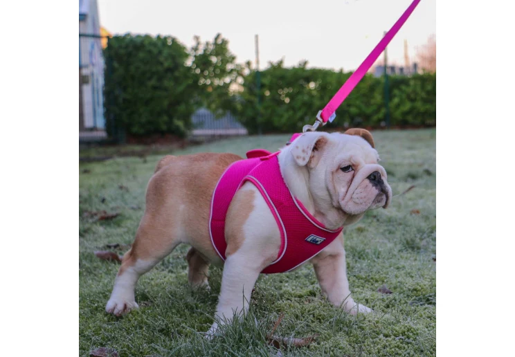 Ancol Viva Step-in Harness Pink - Image 4