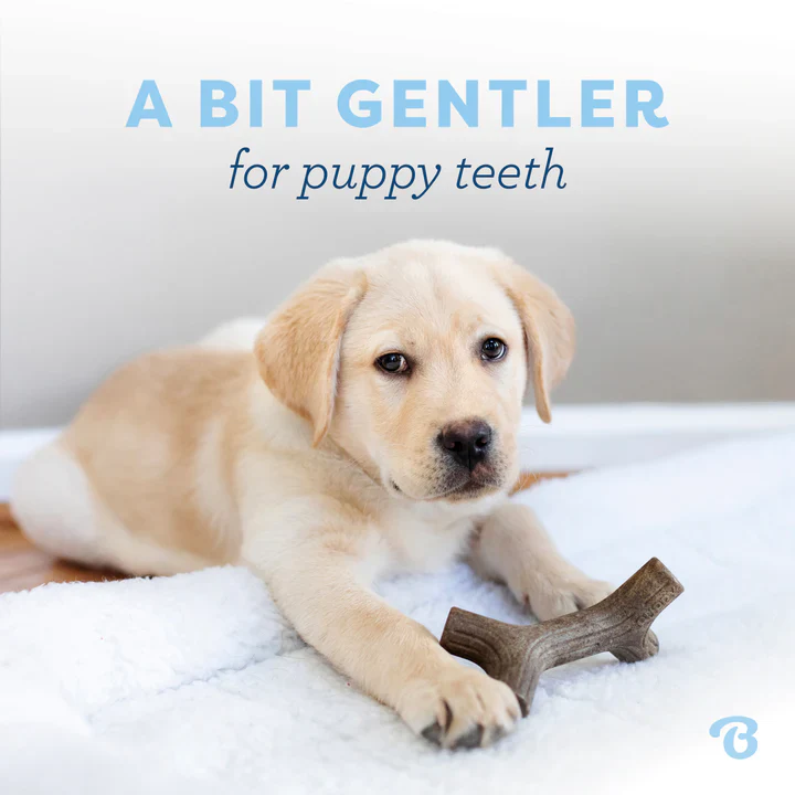 Benebone Puppy Maple Stick Small - Image 3