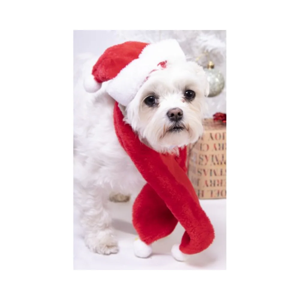 Christmas Santa Hat And Scarf For Dogs - Image 2