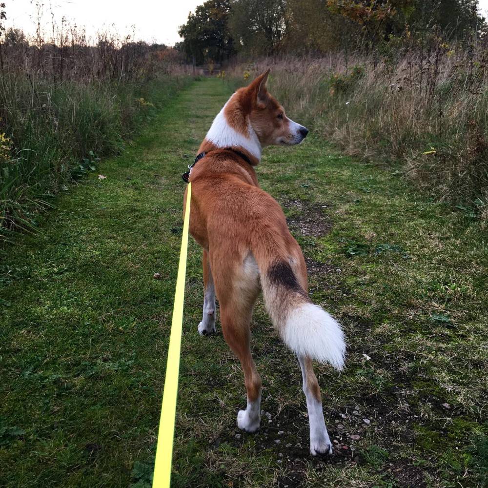 Flexi Neon Reflective Dog Lead 5M Medium - Image 5