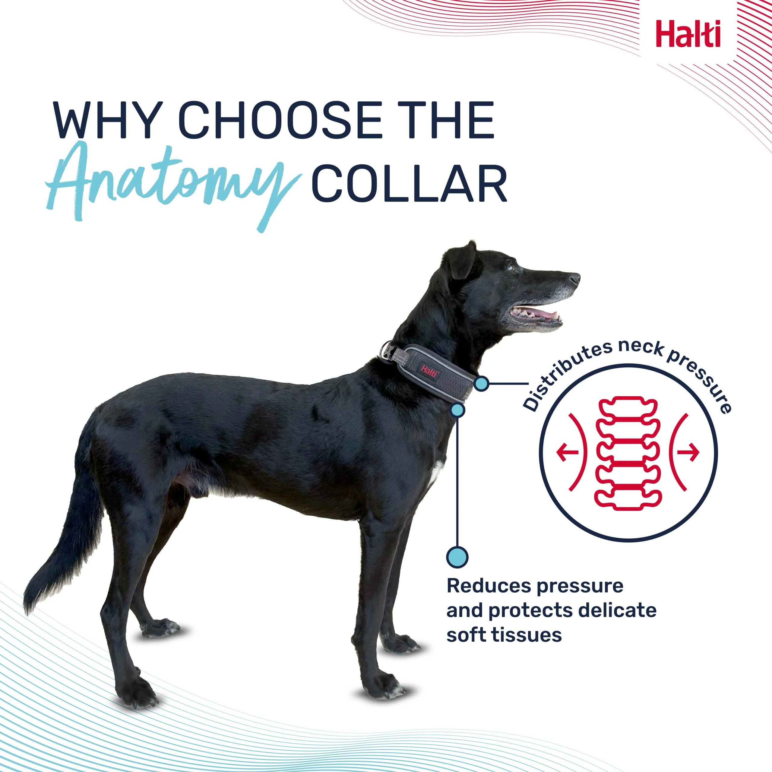 Halti Anatomy Dog Collar - Image 4