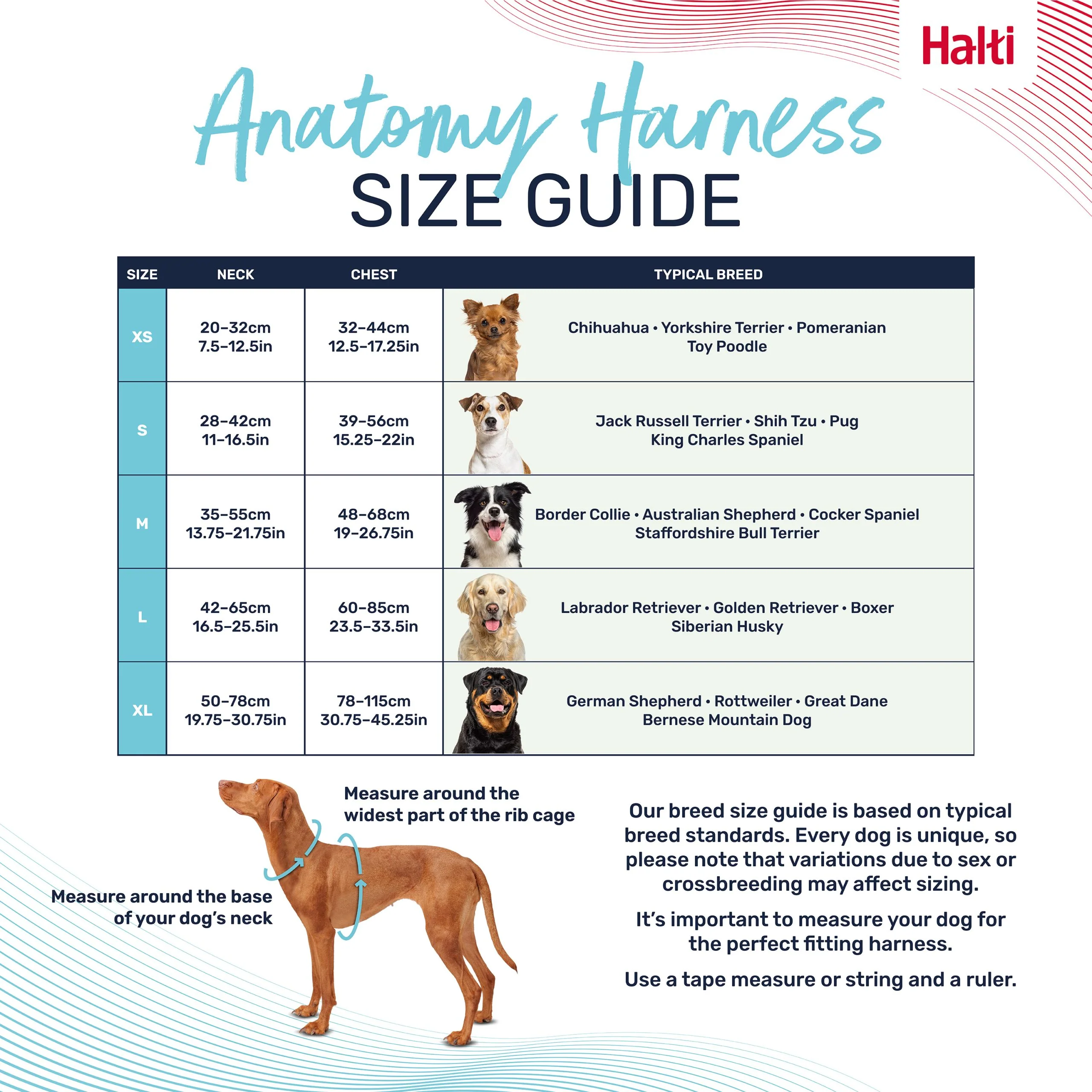 Halti Anatomy Dog Harness - Image 4
