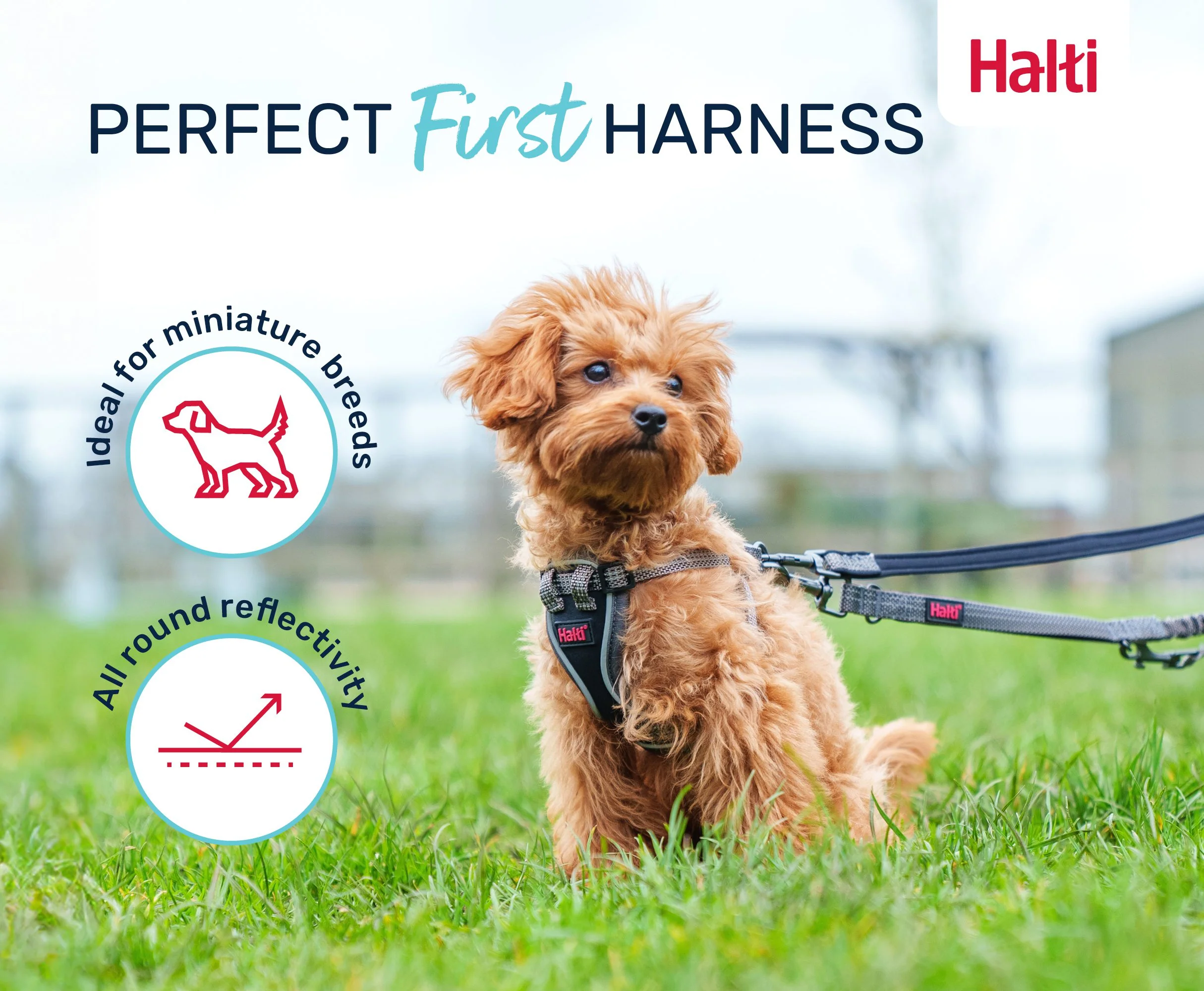 Halti Anatomy Puppy Harness - Image 4