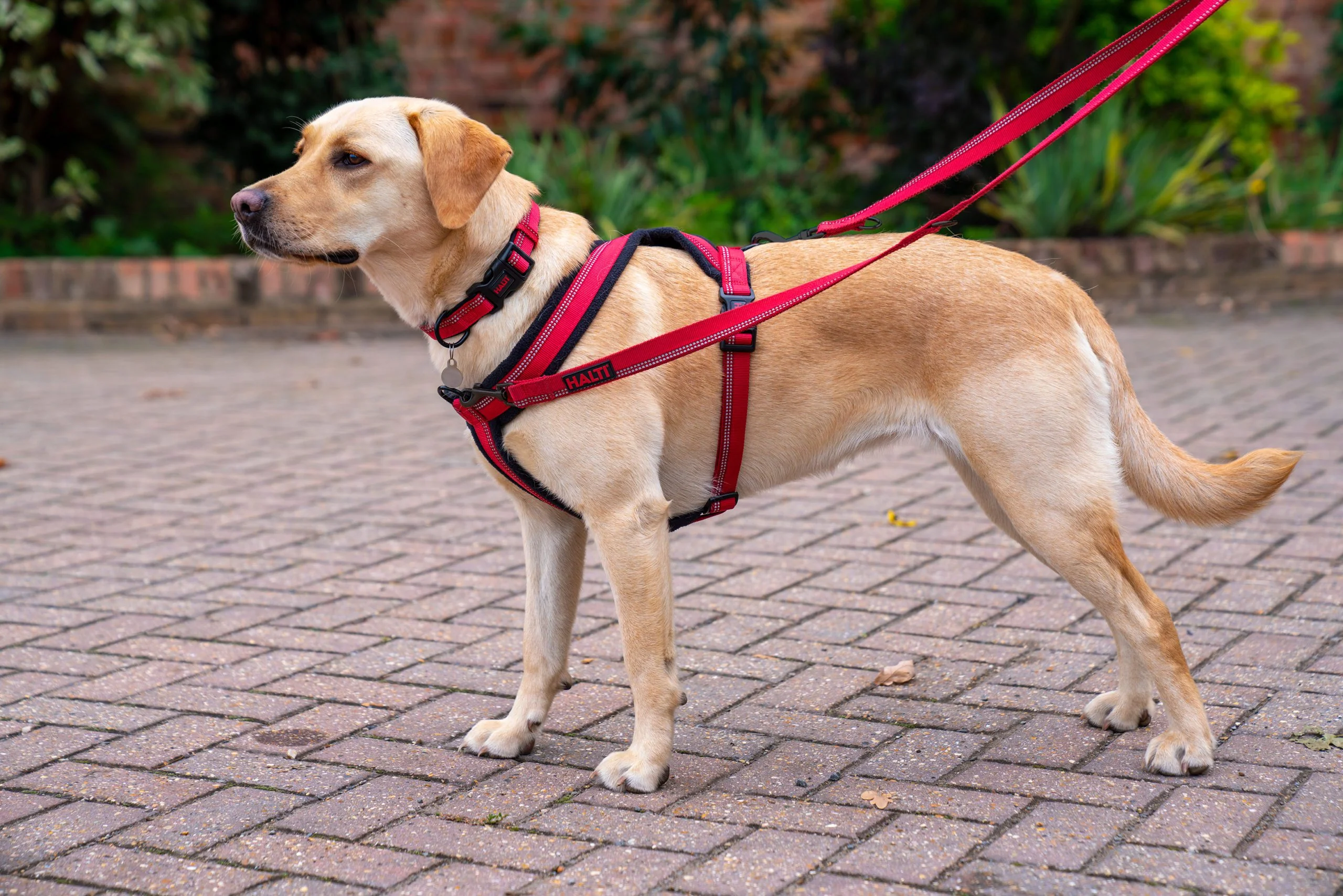 Halti Comfy Harness - Image 3