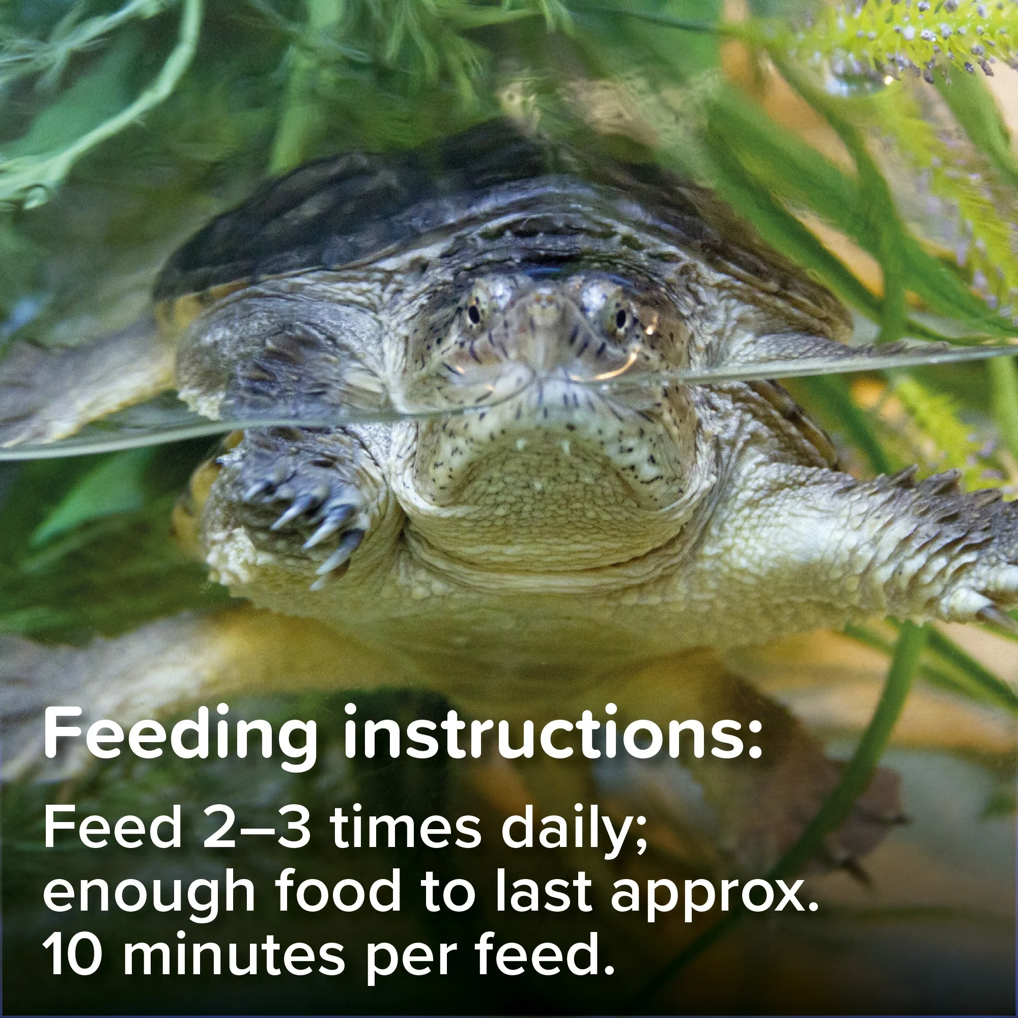 King British Turtle & Terrapin Food - Image 6