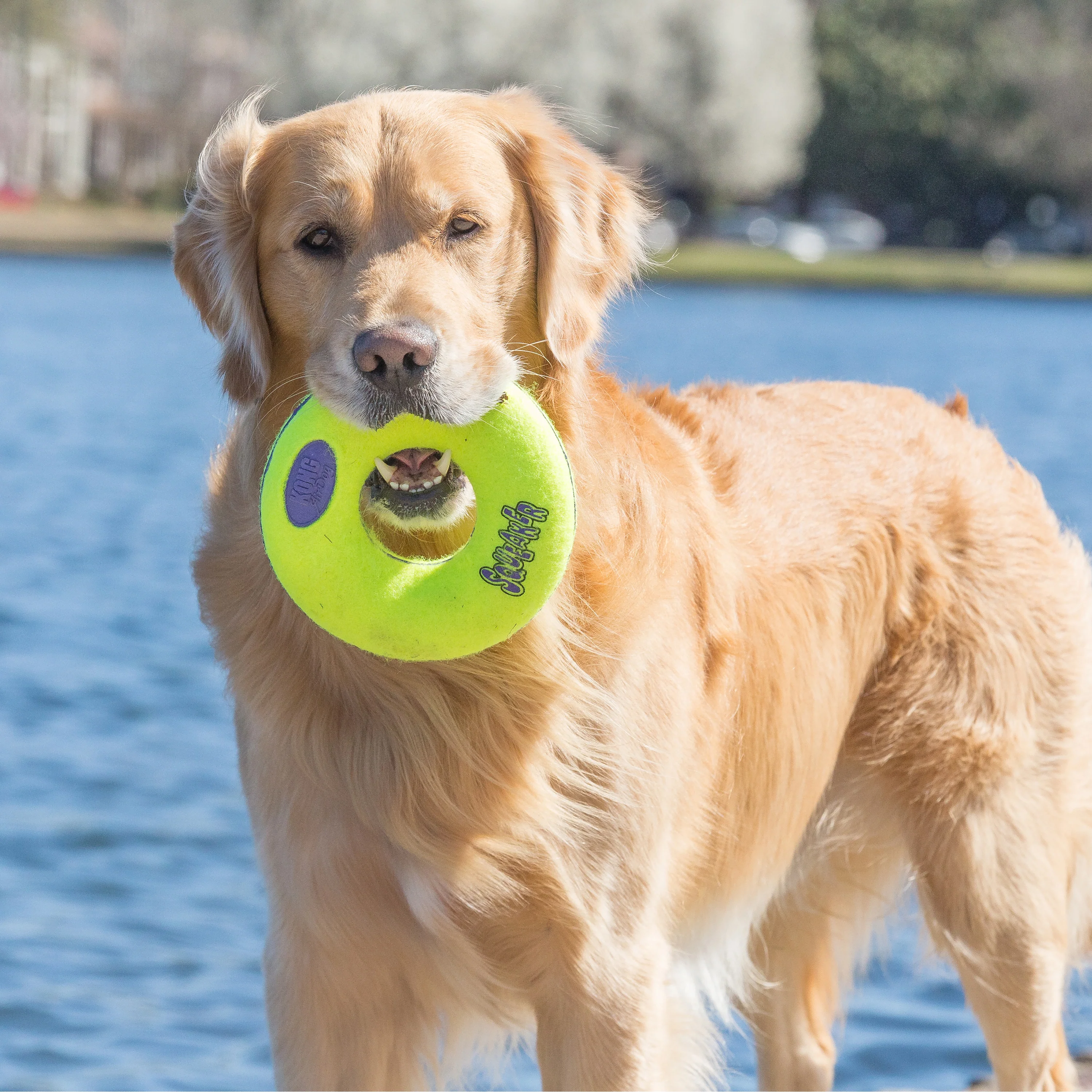 KONG AirDog Donut - Image 3