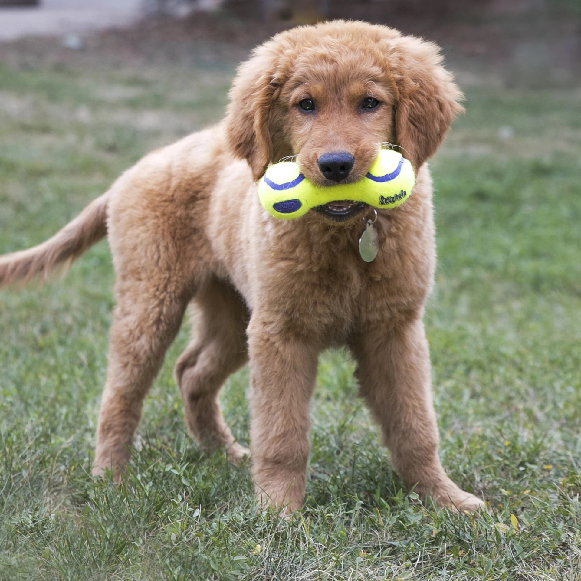 KONG AirDog Squeaker Dumbbell - Image 5