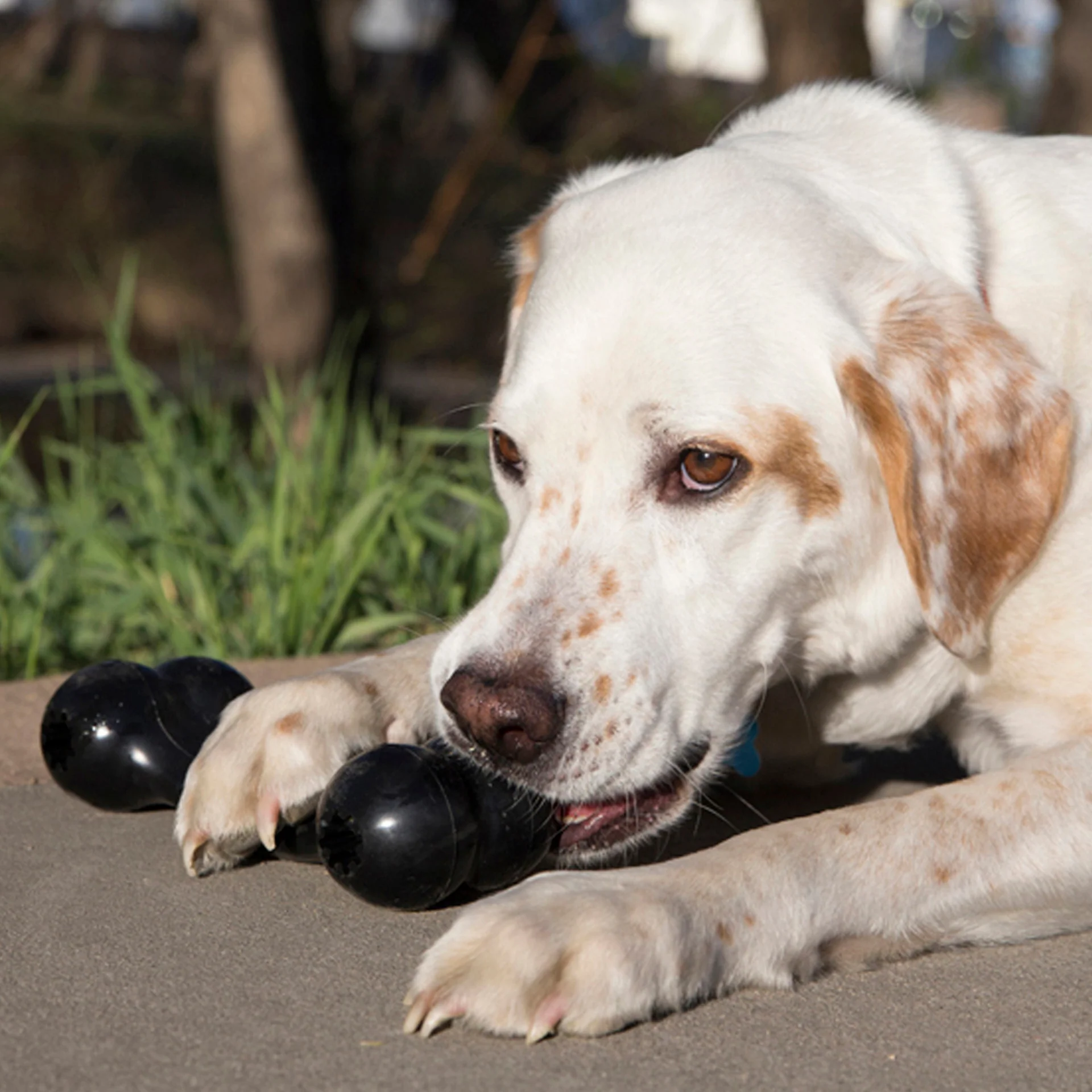 KONG Extreme Goodie Bone - Image 6