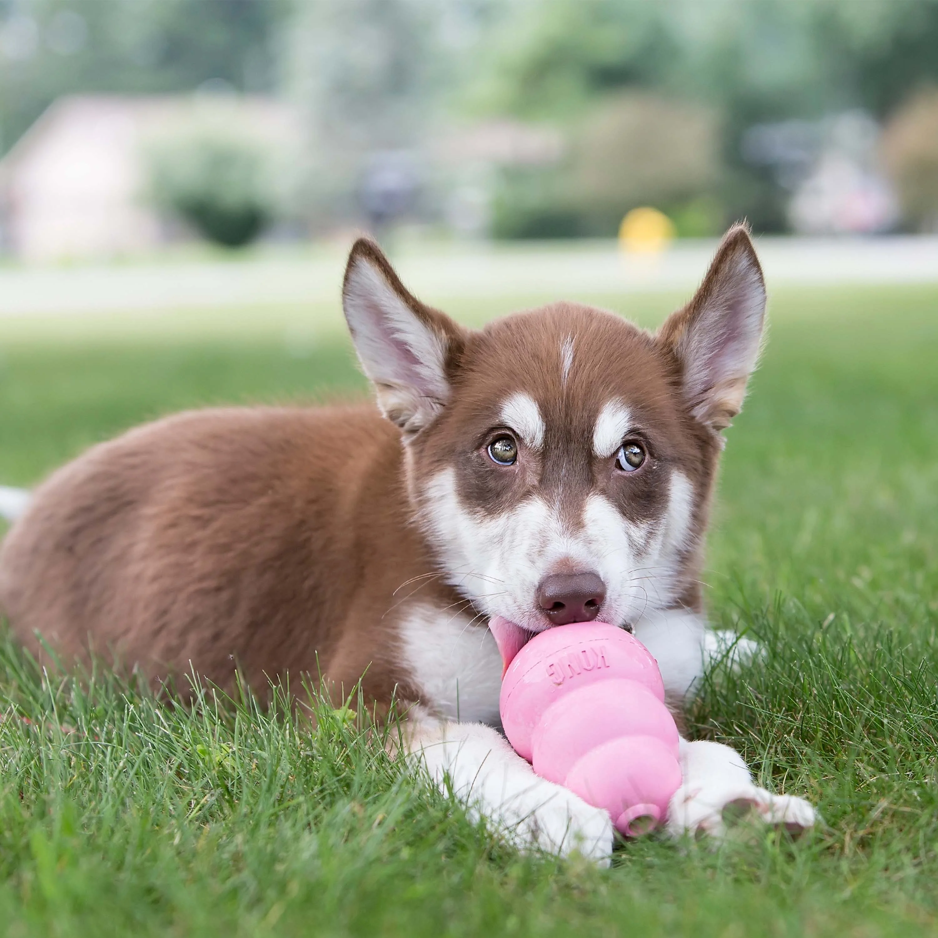 KONG Puppy - Image 19