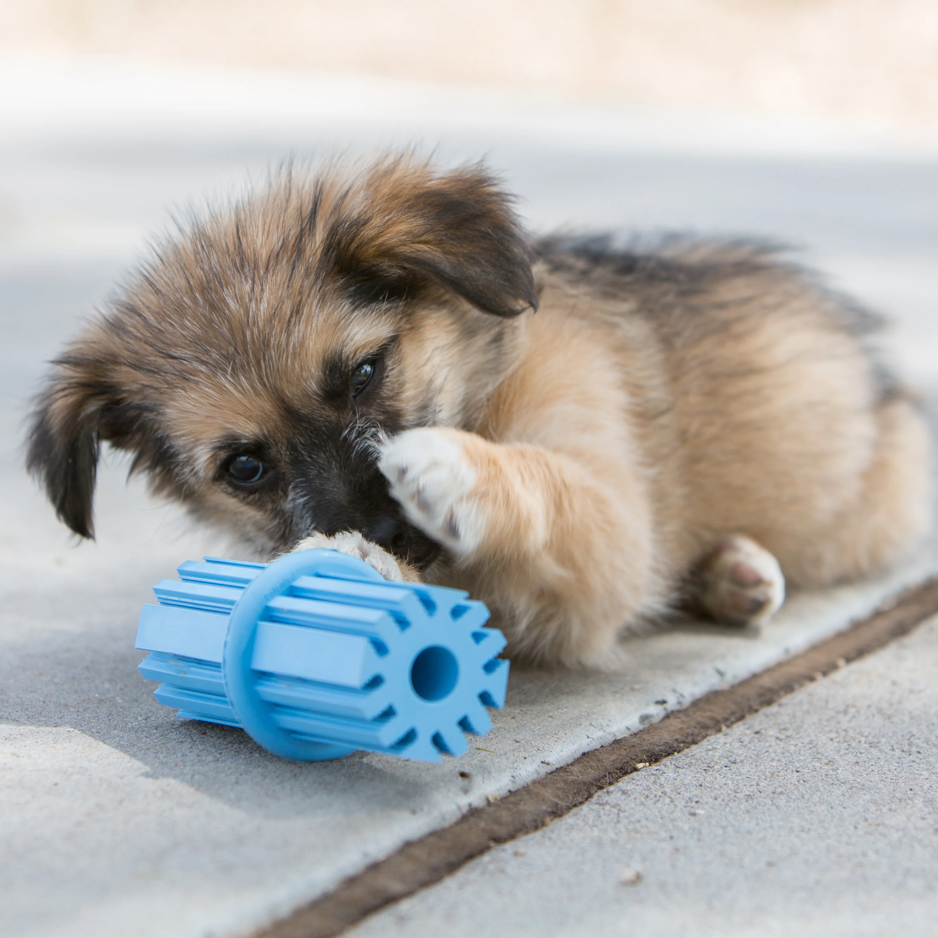 KONG Puppy Teething Stick⁹ - Image 12