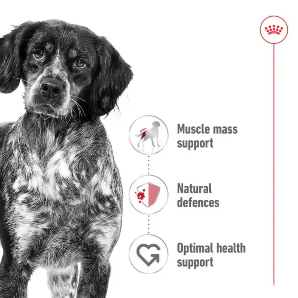 Royal Canin Medium Adult Wet Dog Food 410g Can - Image 3