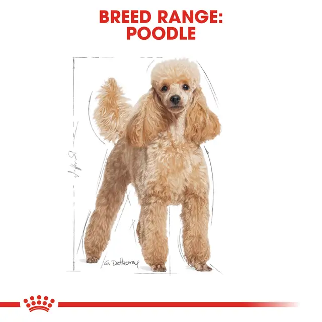 Royal Canin Poodle Adult Wet Food Loaf - Image 5