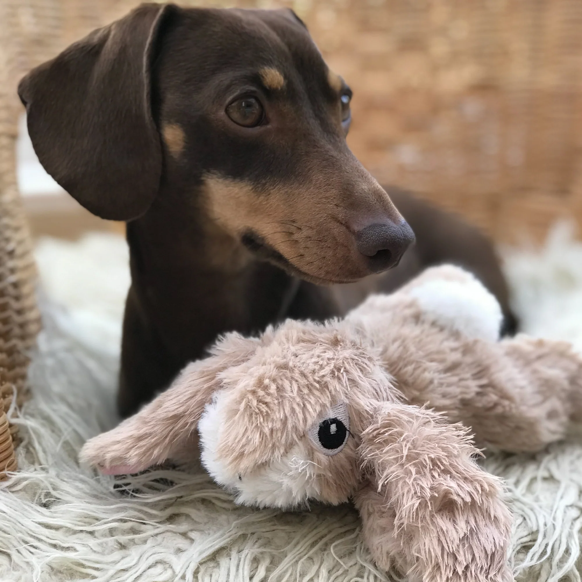 Small Dog and Puppy Plush Rabbit Toy - Image 2
