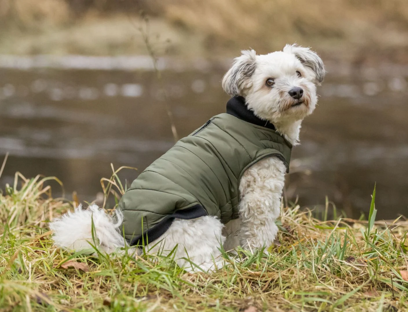 TRIXIE Arlay Dog Coat – Dark Green, Size XS (30 cm) - Image 2