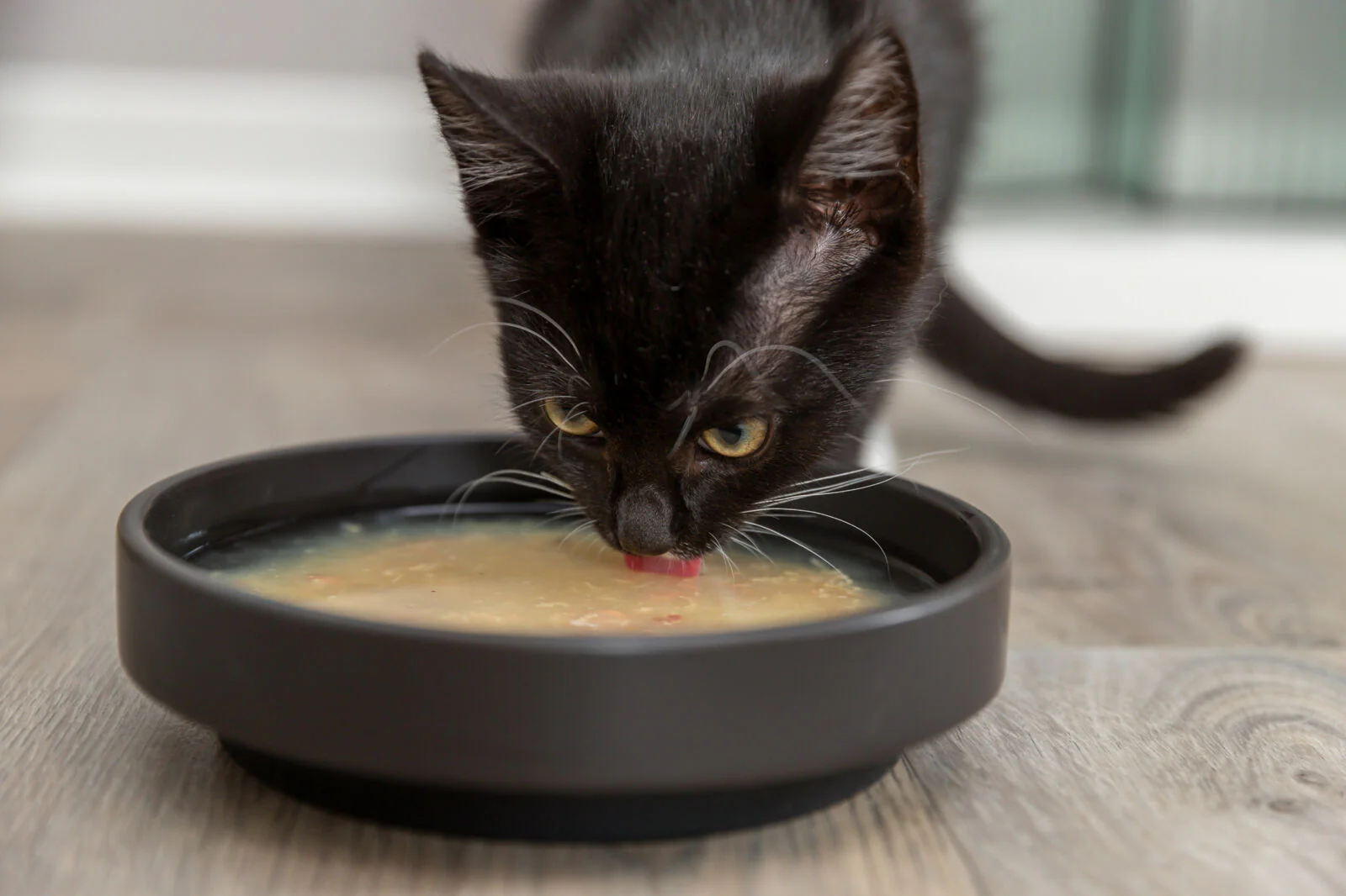 Trixie Cat Soup - Image 5