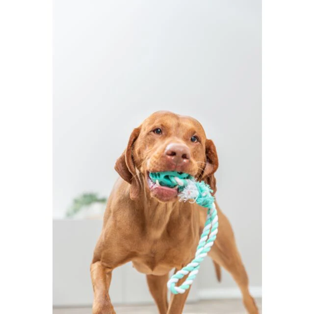 Trixie Denta Fun Natural Rubber Ball on a rope 24cm - Image 3