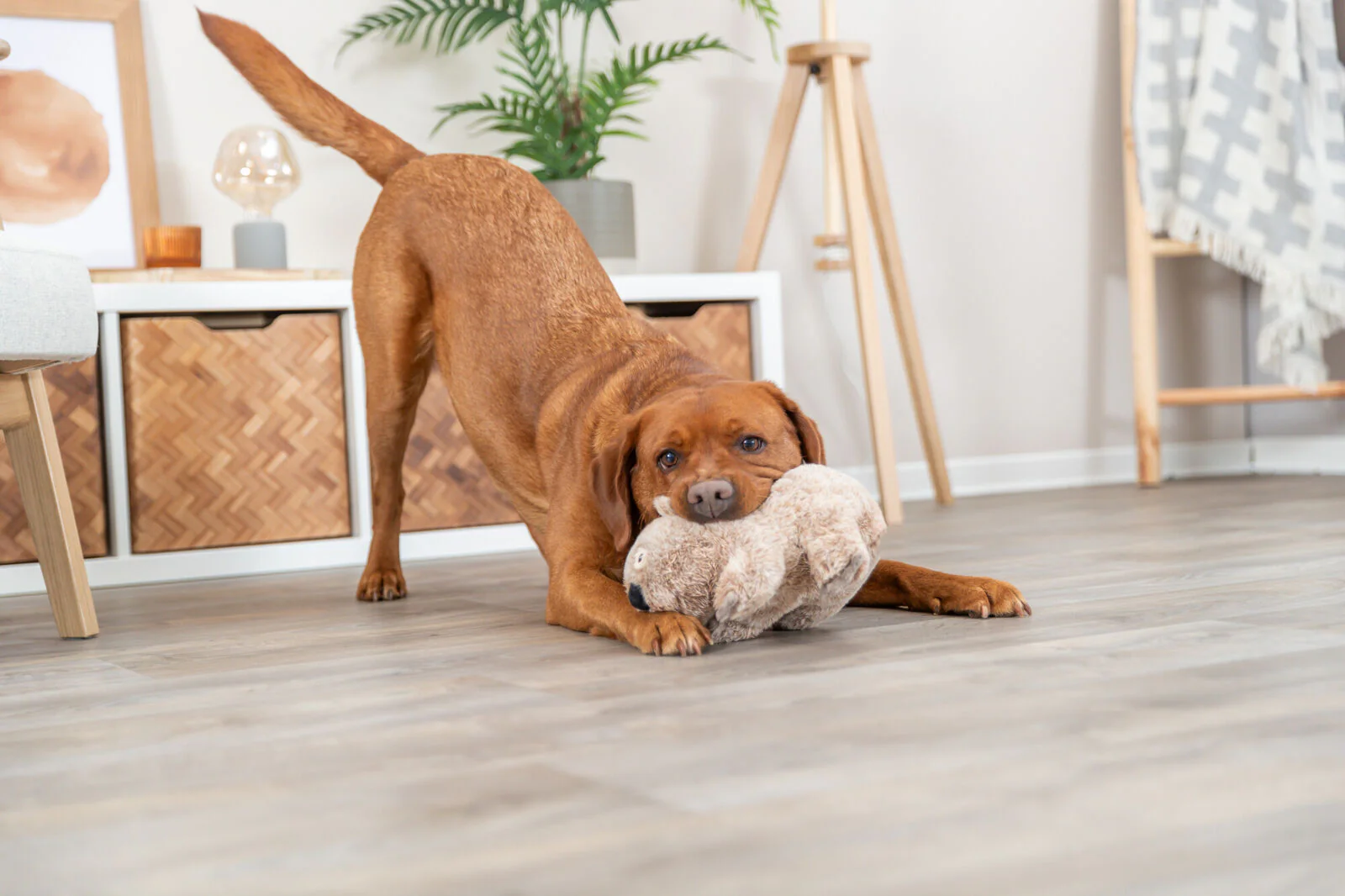 Trixie Koala Dog Toy - Image 4