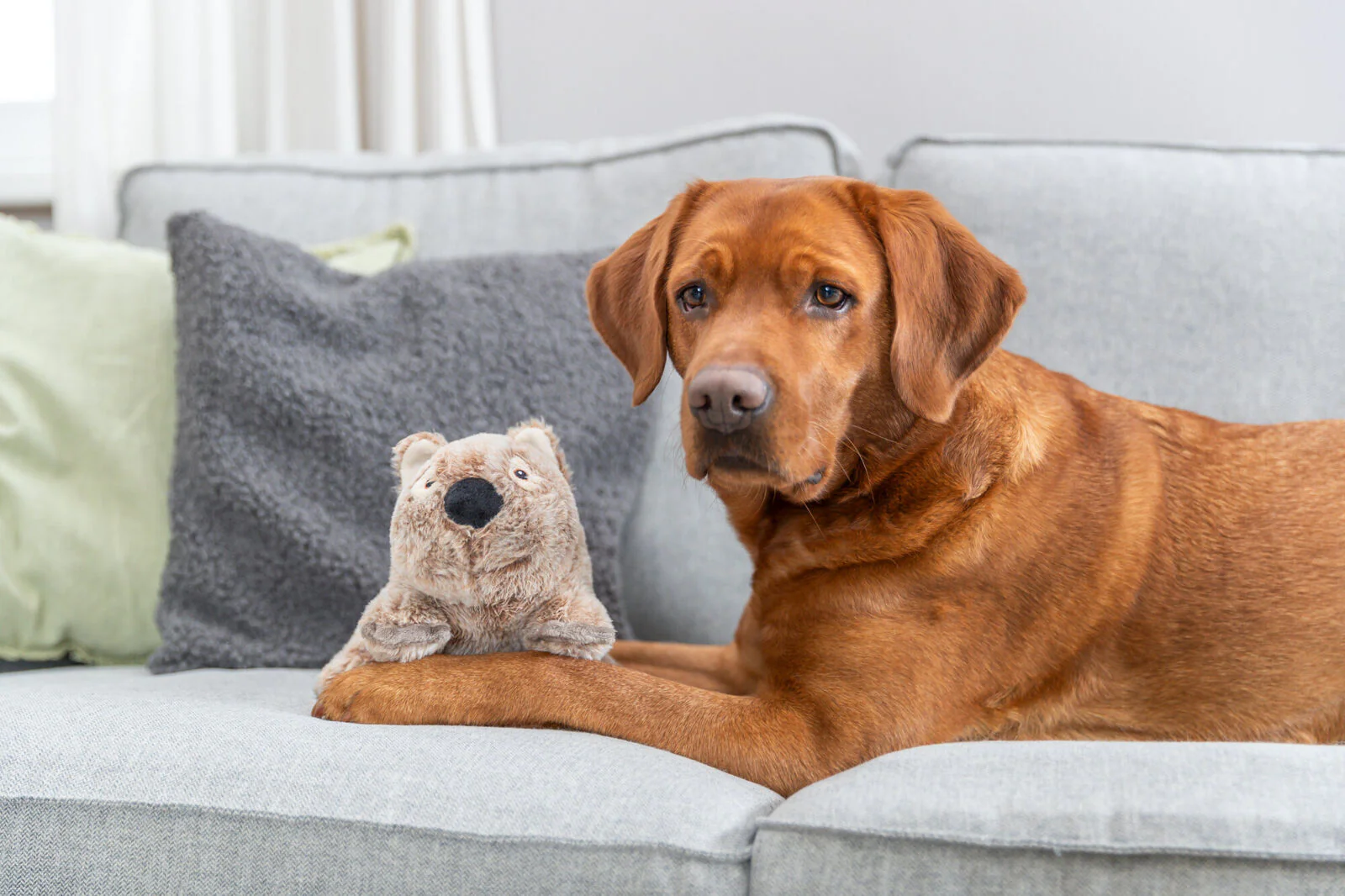 Trixie Koala Dog Toy - Image 5